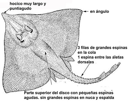 Rostroraja alba01.jpg